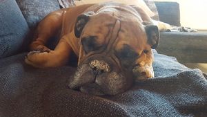 Image chosen by user