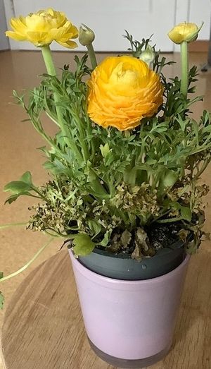 Image chosen by user