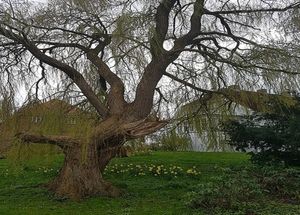 Image chosen by user