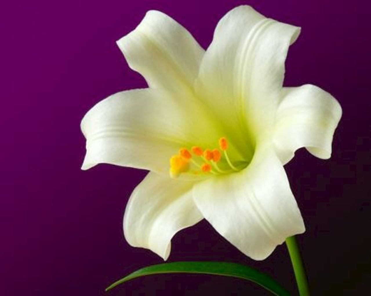 <p>CULLINANE, Hilda Teresa. B.C.L., B.L., M.B.S., M.Sc. (Blackrock, Co Dublin) - July 4, 2014. Peacefully in the loving care of the staff of ITU, Cork University Hospital, following a road traffic accident. Beloved daughter of Michael and Phyllis (Kathleen) and much loved sister of Fiona. Sadly missed by her aunts, uncles, cousins, godson Robert, friends and Donal. Rest in Peace. Reposing at her parents' residence from 5pm to 7pm today, Monday, with removal tomorrow, Tuesday morning to St. John the Baptist Church, Blackrock arriving at 10.50am for Funeral Mass at 11am followed by burial in Shanganagh Cemetery. Family flowers only please. Donations, if desired, to St. Vincent de Paul Society.</p>