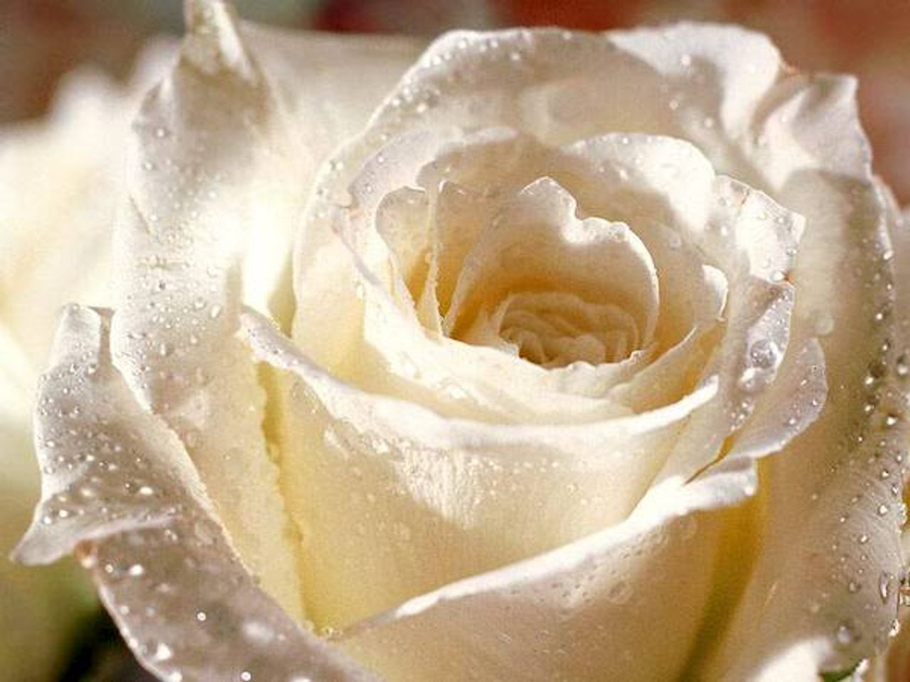 <p>SMIDDY, Sr. M. Baptista, Marian House, Holy Faith Convent Glasnevin, Dublin 11, (late of Trinidad) - August 8, 2014. Predeceased by her sister Sr. M. Concepta (Holy Faith Sisters) and her brother Bernard, deeply regretted by her sisters Margaret, Jenny and Gabrielle, her brother Dominic, brother-in-law and sisters-in-law, nieces and nephews, grandnieces and grandnephews, extended family, all Holy Faith Sisters, friends and all residents and staff of Marian House. Reposing at Marian House from 5.30pm today, Monday. Removal to Convent Chapel at 7.30pm. Funeral Mass 11.30am tomorrow, Tuesday followed by burial in Convent Cemetery.</p>
