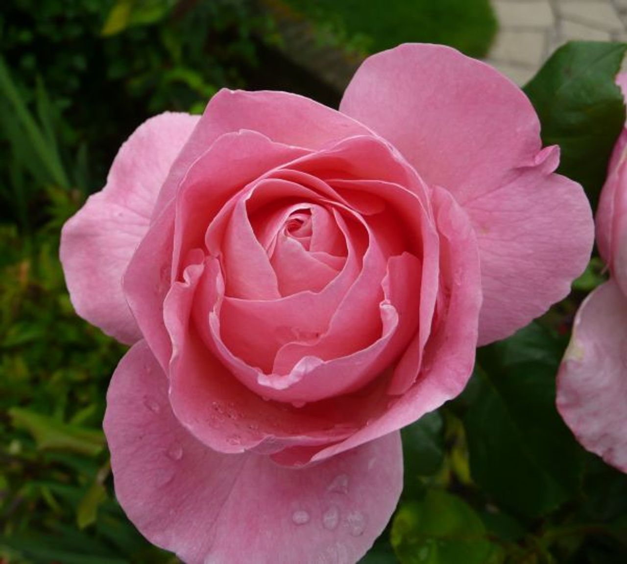<p>KEOHANE (Geraldine) (née Nagle) (Donnybrook/Roundstone/ Rosscarbery) - January 19, 2010. It is with profound sadness that we announce the passing of Geraldine who finally succumbed to her Motor Neurone illness in the wonderful care of Marymount Hospice, St. Patrick's, Cork. Our beloved Geraldine is survived by her husband Barry, her daughters Lisa, Aoiffe and Anna and her son John F; grandchildren Alice, Louisa, Dan and Méabh, her sons-in-law Marcus Fletcher and Ciarán Twomey, her mother Eileen Nagle, sisters Catherine O'Neill and Julie Roberts, brothers Joe, Michael and Jim, many members of the extended families and life long friends. Geraldine's remains will be received at 9.40am for funeral Mass at 10 am at The Church of the Sacred Heart, Donnybrook, Dublin tomorrow (Saturday), January 23, 2010, for Funeral Mass celebrated by Rev. Fr. Conor Harper S.J. and private interment afterwards at Dean's Grange Cemetery where Geraldine will join her infant daughter Emma Jane Keohane (1970). May she rest in peace. Family Flowers only, please (support for Professor Hardiman, Motor Neurone Research, Beaumount Hospital, Dublin is suggested). Undertakers; Jerh. O'Connor, Cork, phone 021 4507711.</p>